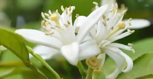 Can Bitter Orange Flower Extract Be Used to Improve Sleep Quality?